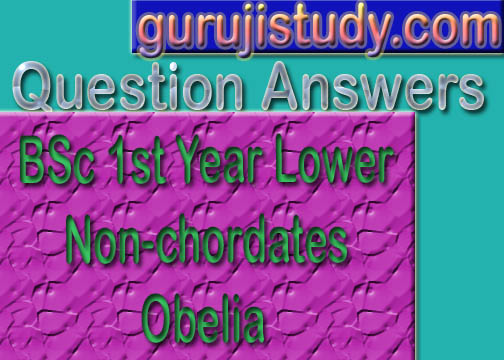 BSc 1st Year Lower Non-chordates Obelia Sample Model Practice Question Answer Papers