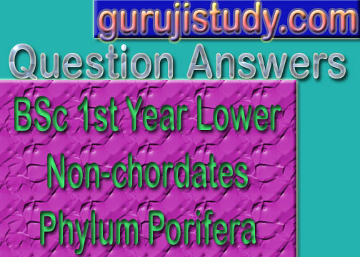 BSc 1st Year Lower Non-chordates Phylum Porifera Sample Model Practice Question Answer Papers