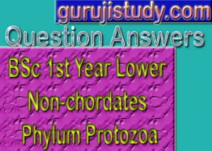 BSc 1st Year Lower Non-chordates Phylum Protozoa Sample Model Practice Question Answer Papers