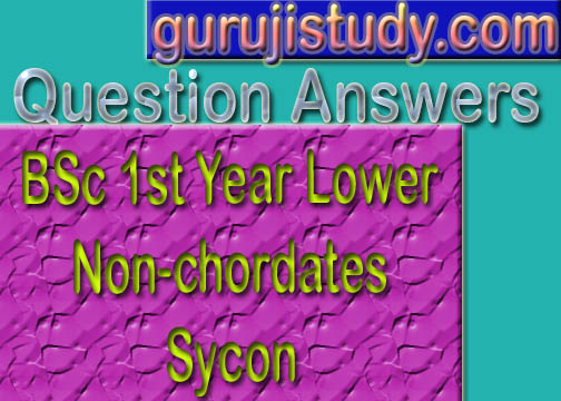 BSc 1st Year Lower Non-chordates Sycon Sample Model Practice Question Answer Papers