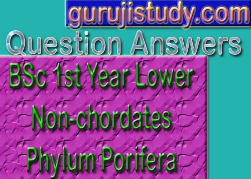 BSc 1st Year Lower Non chordates Phylum Porifera  Sample Model Question Answer Papers