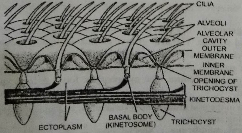 Basal bodies or kinetosome