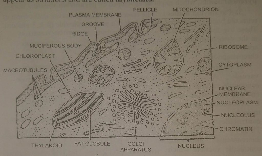 Electron micrographic structure of Euglena