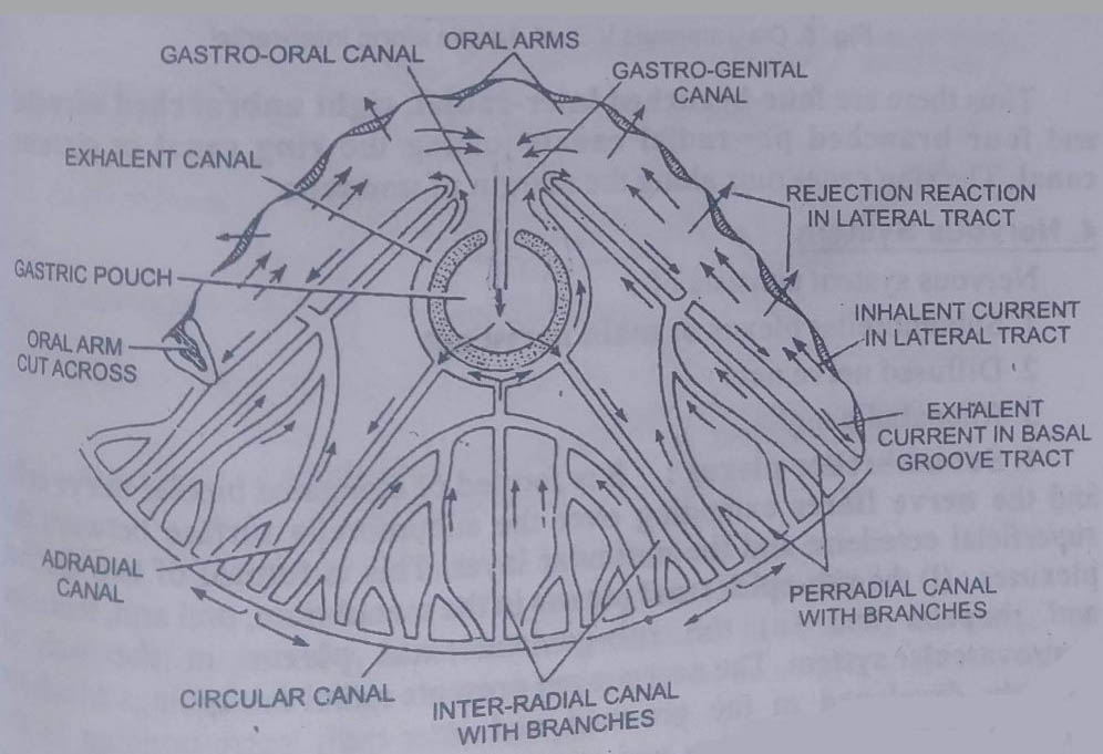 Gastrovascular System in Aurelia