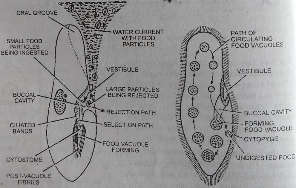 BSc 1st Year Lower Non-chordates Paramecium Question Answers