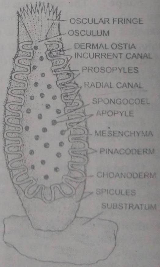Internal Structure and Canal System