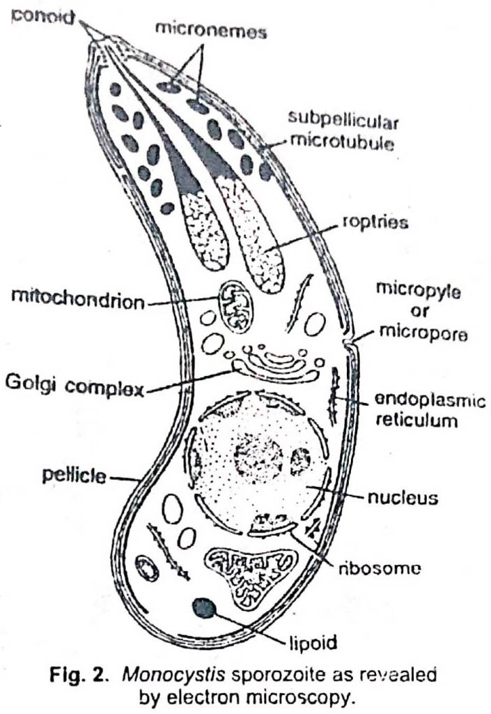 Medulla or endoplasm