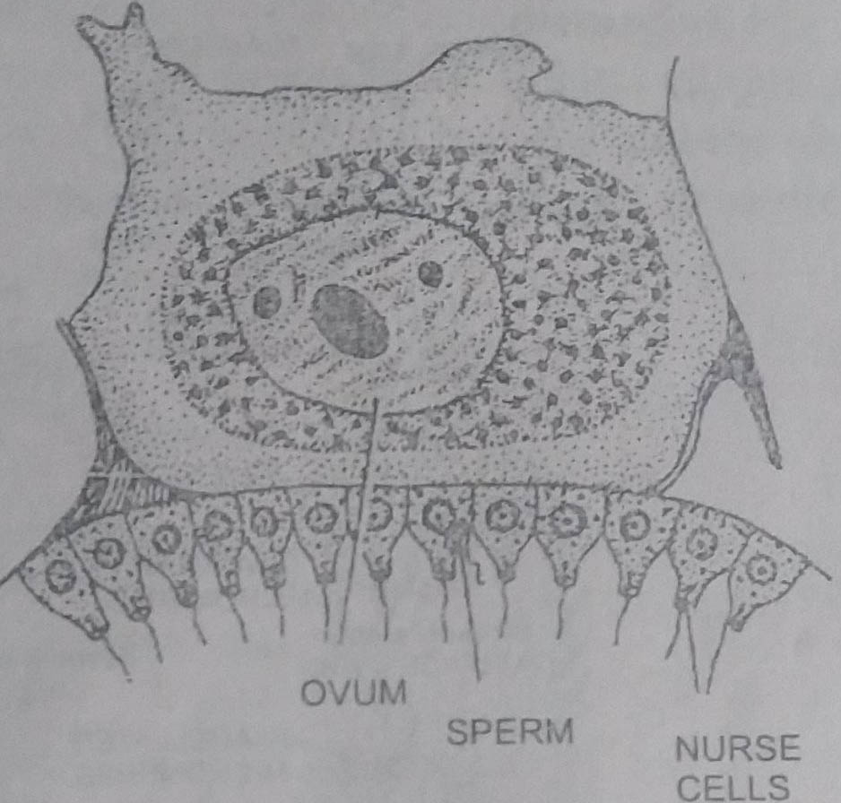 BSc 1st Year Lower Non-chordates Sycon Question Answers