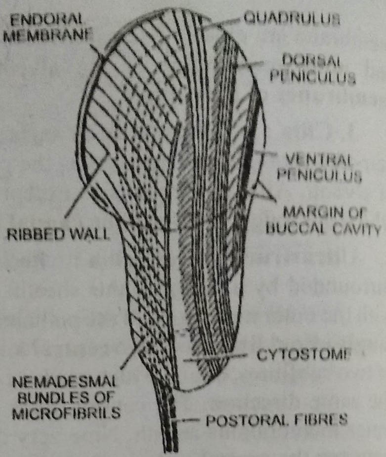 Paramecium Buccal Organelles