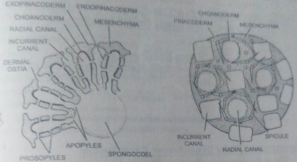 Radial or flagellated canals