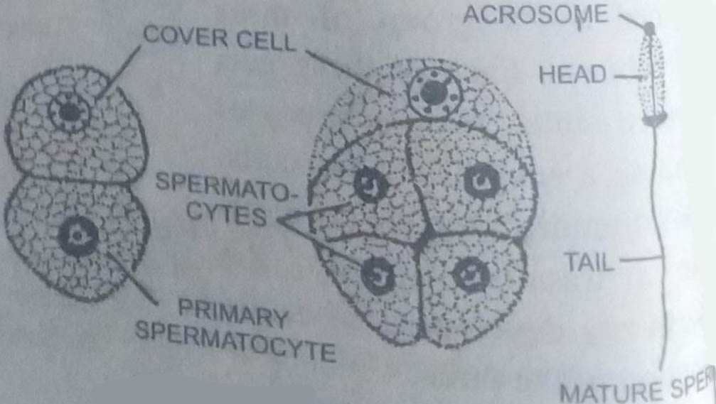 BSc 1st Year Lower Non-chordates Sycon Question Answers