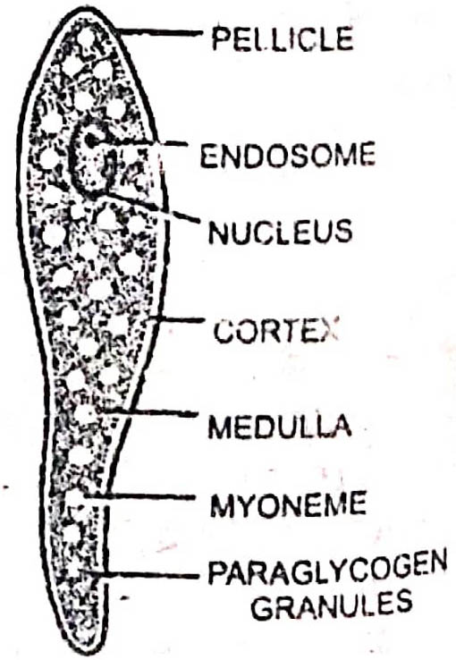 Structure of Monocystis
