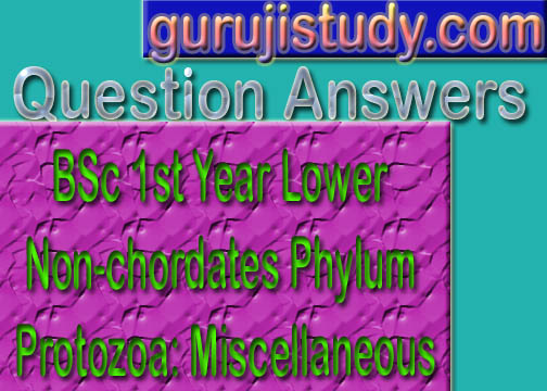 BSc 1st Year Lower Non-chordates Phylum Protozoa: Miscellaneous Sample Model Practice Question Answer Papers