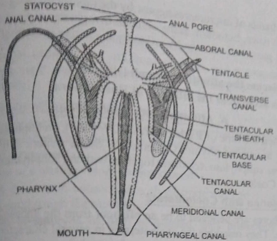 Alimentary canal