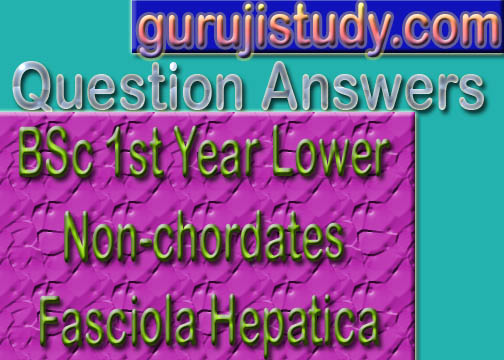 BSc Lower Non-chordates Fasciola Hepatica Question Answers