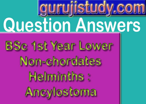 BSc 1st Year Lower Non-chordates Helminths : Ancylostoma Sample Model Practice Question Answer Papers