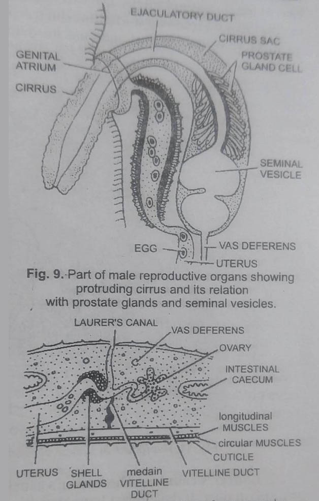 BSc Lower Non-chordates Fasciola Hepatica Question Answers