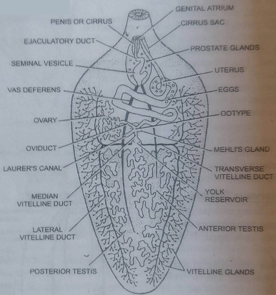 BSc Lower Non-chordates Fasciola Hepatica Question Answers