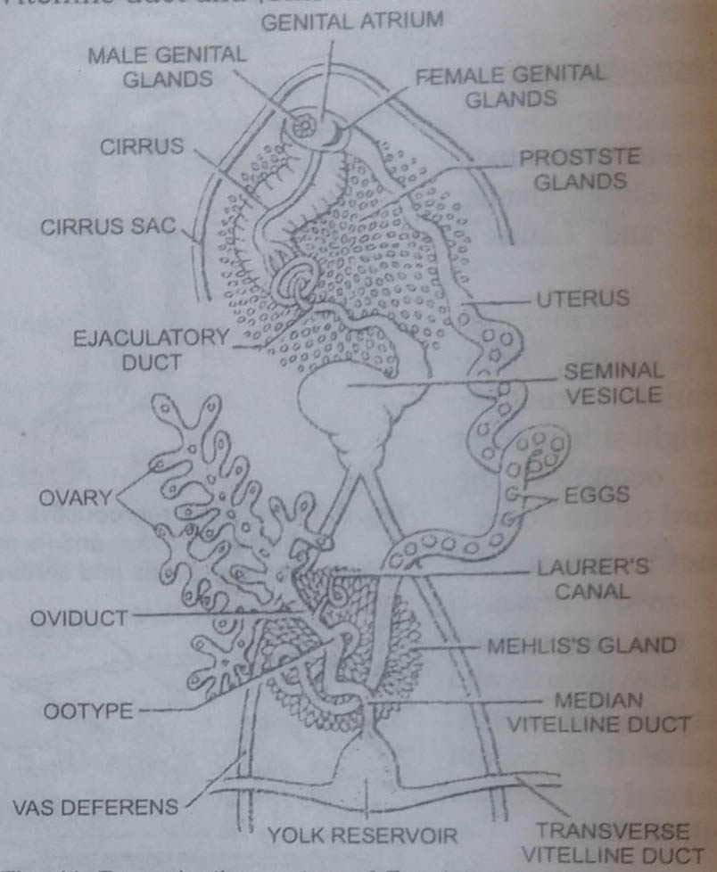 BSc Lower Non-chordates Fasciola Hepatica Question Answers