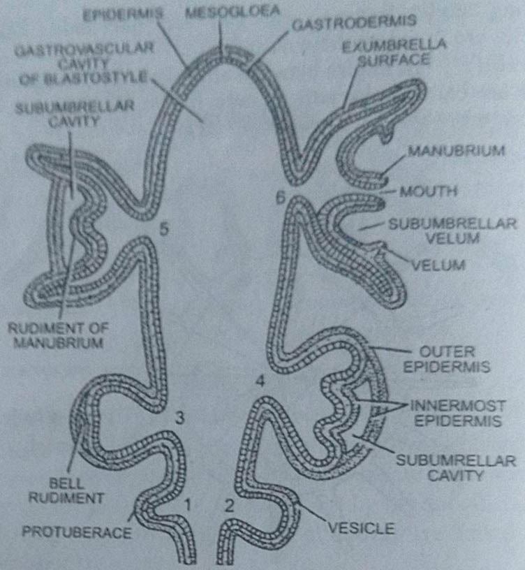 Development of medusa Obelia