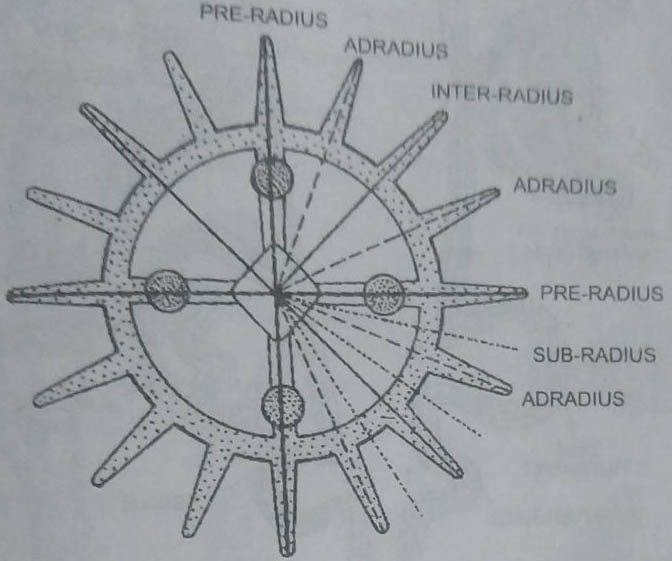 Radial symmetry of medusa Obelia