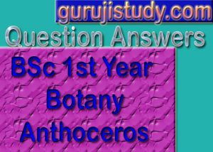 BSc 1st Year Botany Anthoceros Sample Model Practice Question Answer Papers