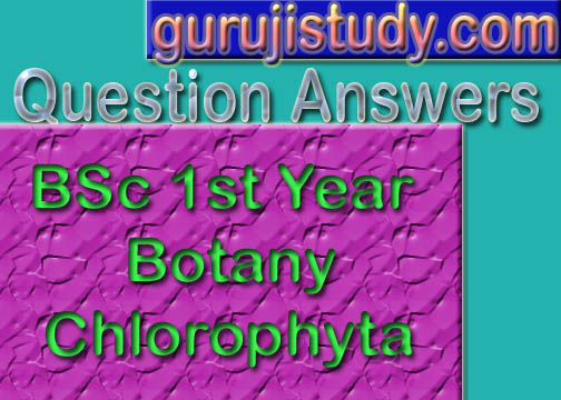 BSc 1st Year Botany Chlorophyta Sample Model Practice Question Answer Papers