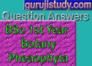 BSc 1st Year Botany Pheaophyta Sample Model Practice Question Answer Papers