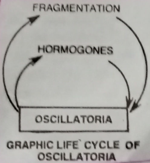 Graphical Life Cycle of Oscillatoria