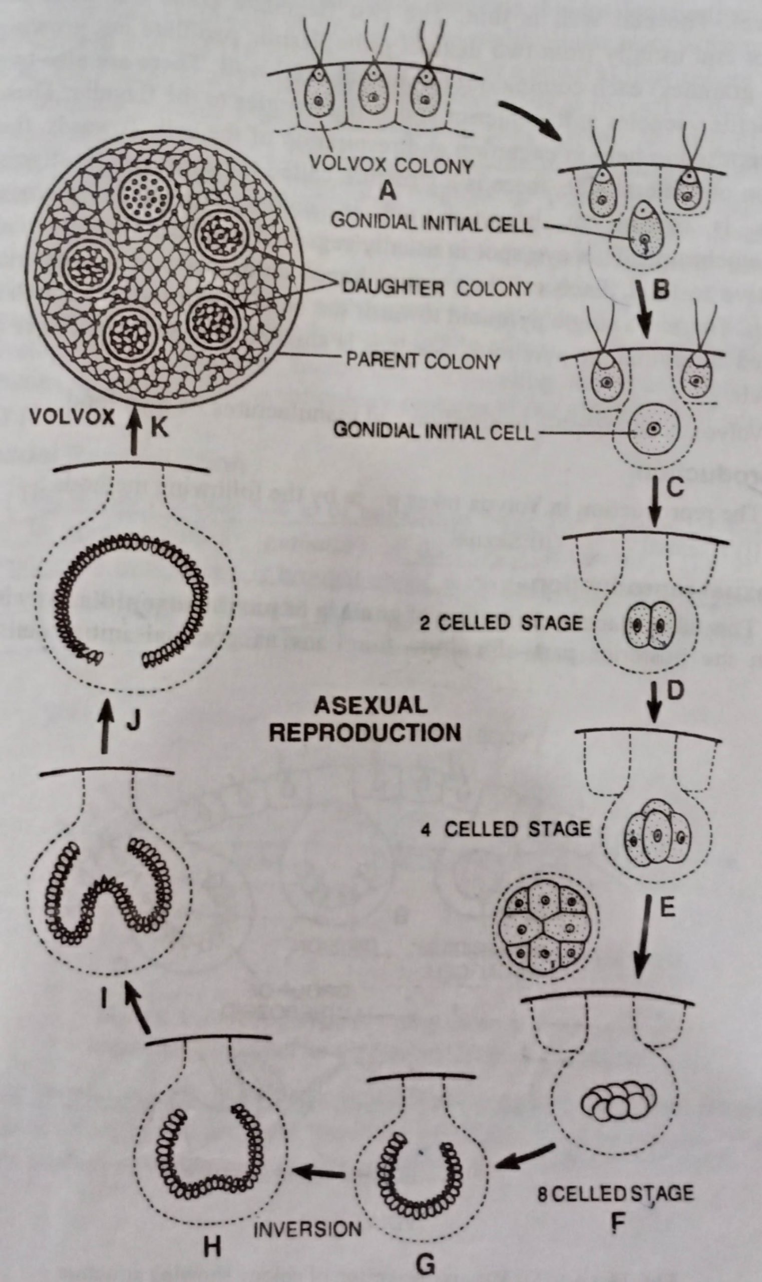 Asexual reproduction in Volvex by gonidia formation