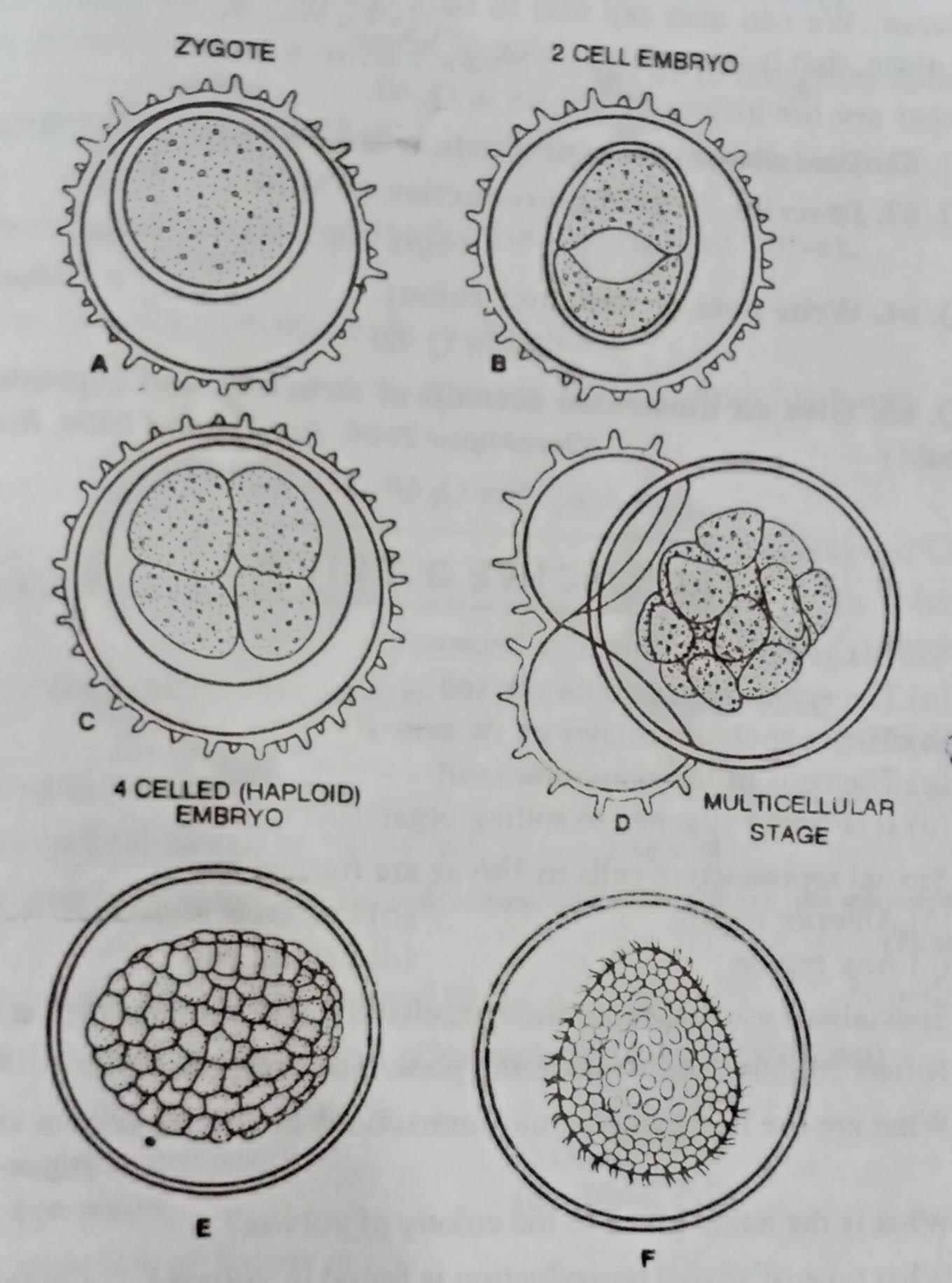 Development of Young Coenobium from the Zygote