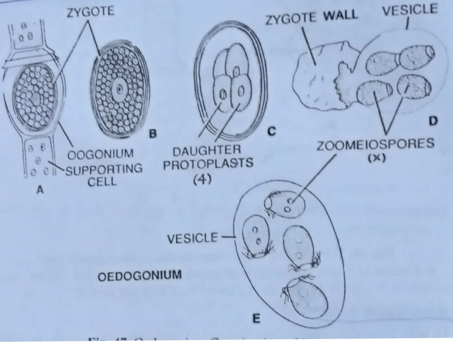 Oedogonium Germination of Zyogte