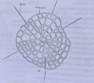Magnified structure of scutata