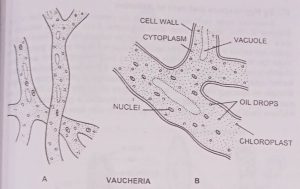 Structure of Vaucheria in Xanthophyla