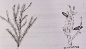 Structure of Ectocarpus in Pheaophyta