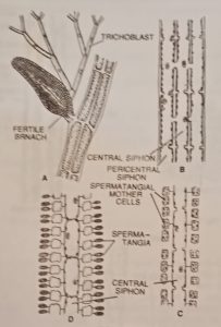 Showing Development of spermatongia