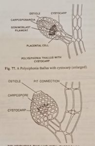 Polysiphonia thallus with cystocarp