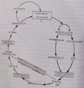 Graphic life cycle of Bryophytes