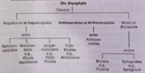 Classification of Bryophytes