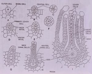Structure of Female Reproductive organs