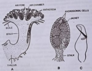 BSc Botany Marchantia Sample Model Practice Question Answers