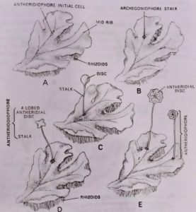 BSc Botany Marchantia Sample Model Practice Question Answers