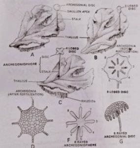 Showing the development of archegoniophore in Marchantia