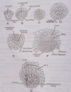 Development of Sporophyte in Marchantia