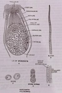 Structure of sporophyte