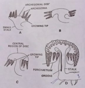 Showing the structure and development of female receptacle in Marchantia