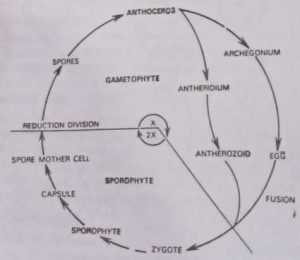 Graphical representation of the life cycle of Anthoceros