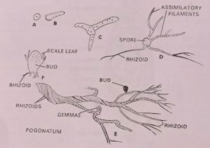 Spore and germination of Pogonatum