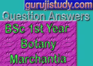 BSc Botany Marchantia Sample Model Practice Question Answer Papers
