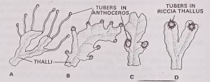 Vegetative reproduction in Anthoceros, Riccia thallus by tuber formation.